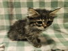 adoptable Cat in  named BROWNIE
