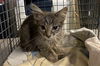 adoptable Cat in  named UNKNOWN