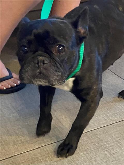 adoptable Dog in Rancho Cucamonga, CA named MOLLY