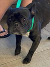 adoptable Dog in ,  named MOLLY