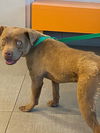 adoptable Dog in ,  named UNKNOWN
