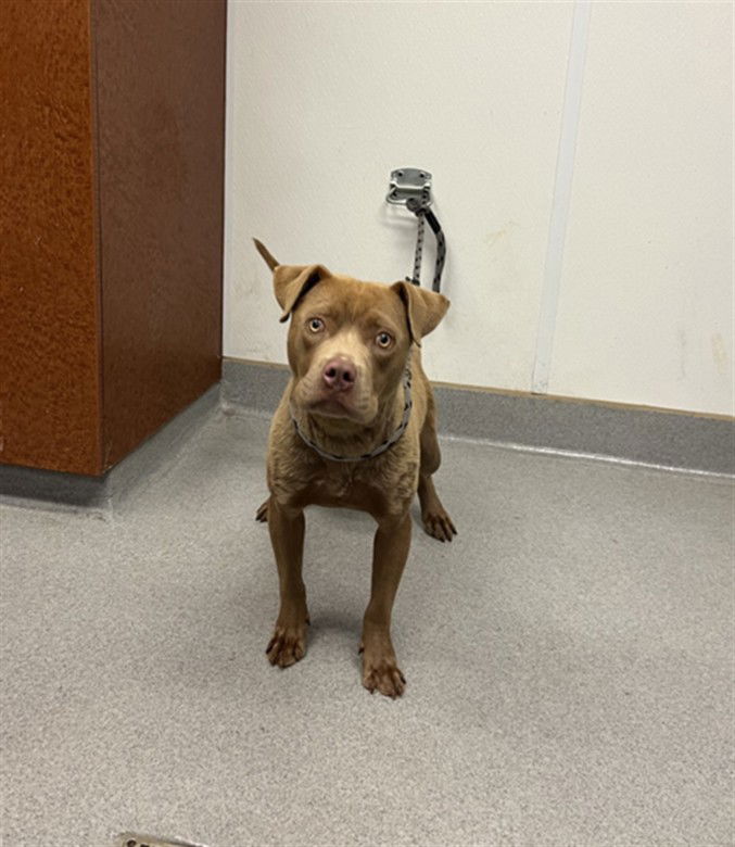 adoptable Dog in Rancho Cucamonga, CA named ZEKE