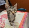 adoptable Cat in ,  named TAE