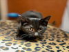 adoptable Cat in ,  named HARLEY QUINN