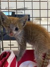 adoptable Cat in ,  named UNKNOWN