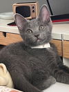 adoptable Cat in  named CELESTE