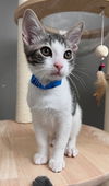 adoptable Cat in  named PASCAL
