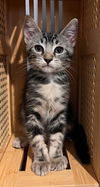 adoptable Cat in  named LOTTIE