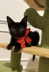 adoptable Cat in  named DAISY MAE