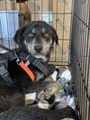 adoptable Dog in  named A775073