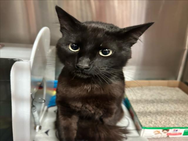 adoptable Cat in Rancho Cucamonga, CA named UNKNOWN