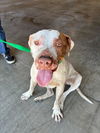 adoptable Dog in rancho cucamonga, CA named A775079
