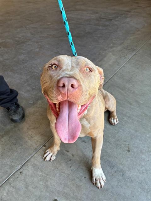adoptable Dog in Rancho Cucamonga, CA named A775080