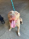 adoptable Dog in rancho cucamonga, CA named A775080