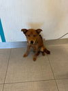 adoptable Dog in  named OLIVER