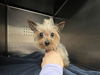 adoptable Dog in  named UNKNOWN