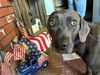 adoptable Dog in  named A775187