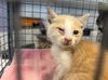 adoptable Cat in  named COLBY