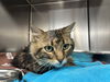 adoptable Cat in  named UNKNOWN