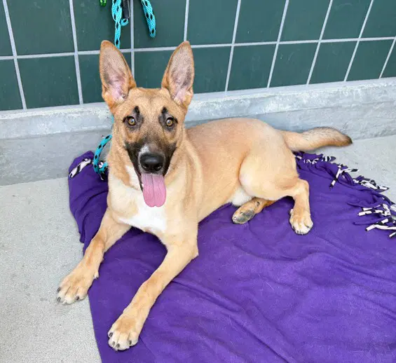 Aspen - German Shepherd Dog
