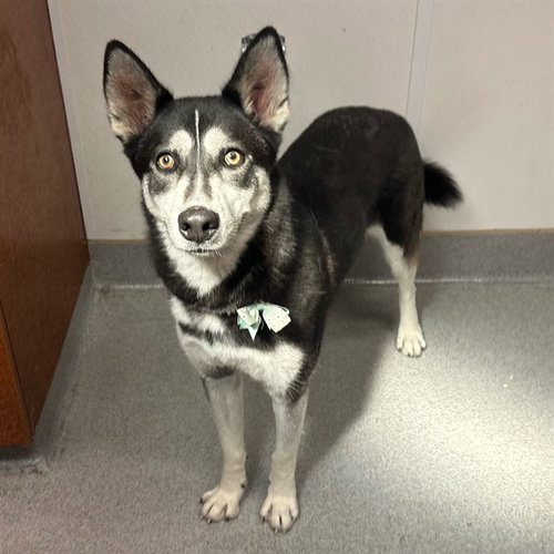 picture of the dog needing adoption