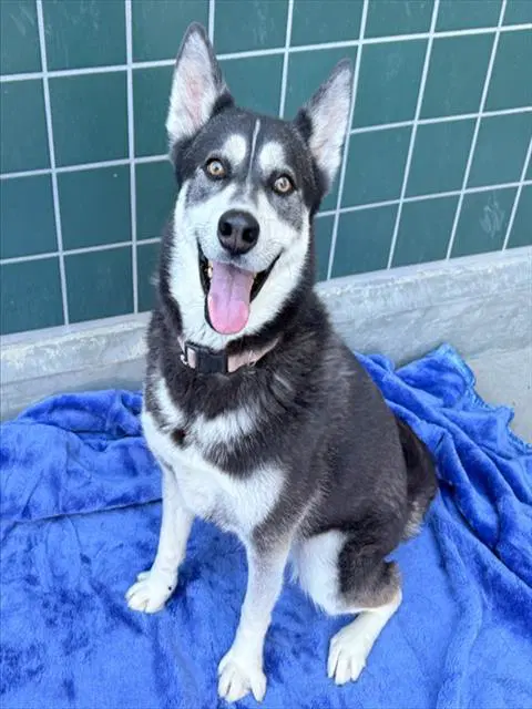 Juno - Siberian Husky