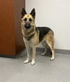 DEPUTY - Photo 1