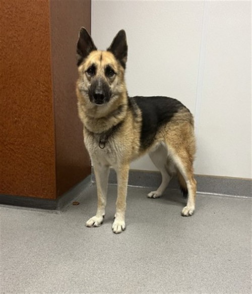 picture of the dog needing adoption