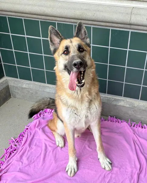Deputy - German Shepherd Dog