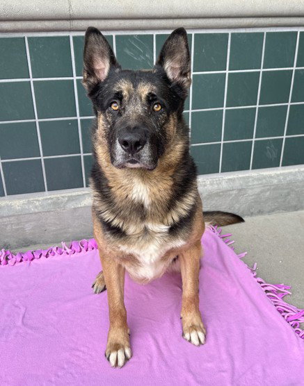 RAMBO - German Shepherd Dog / Rottweiler available for adoption