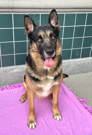 RAMBO - German Shepherd Dog available for adoption