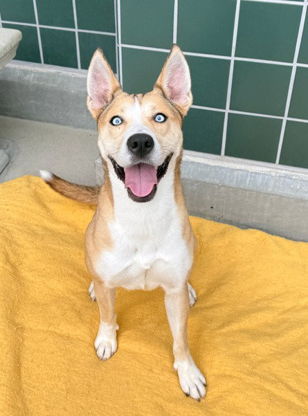 COCO - German Shepherd Dog / Siberian Husky for adoption in Rancho Cucamonga