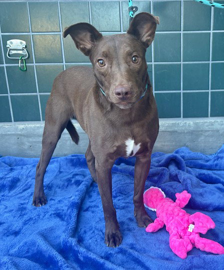 DOBBY