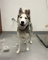 KYLO - Photo 1