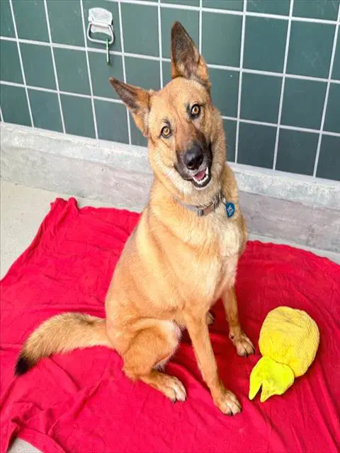 Evie - German Shepherd Dog