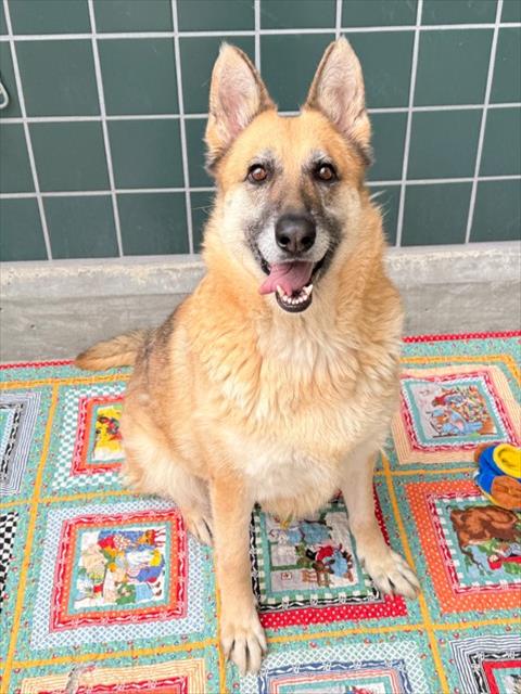 RUTH - German Shepherd Dog available for adoption