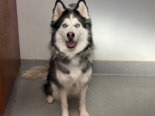 WINTER - Husky available for adoption