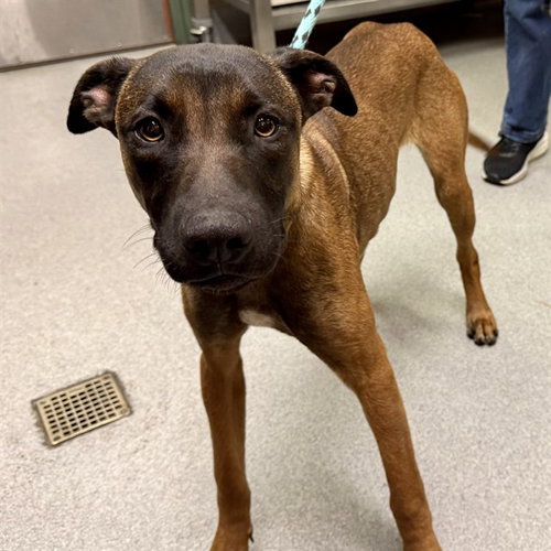 BUBBLES - Belgian Shepherd Malinois available for adoption