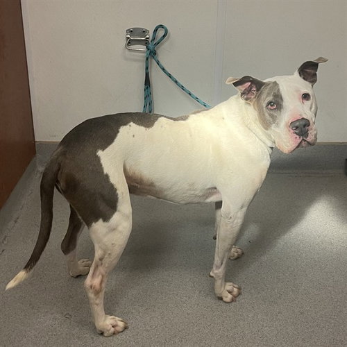 ACE - Pit Bull Terrier available for adoption