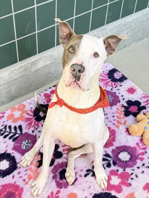 Ace - Pit Bull Terrier