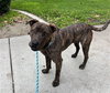 RAJAH - Photo 1