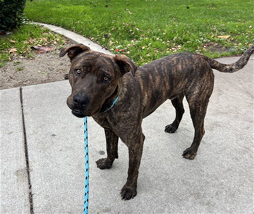 RAJAH - Pit Bull Terrier available for adoption
