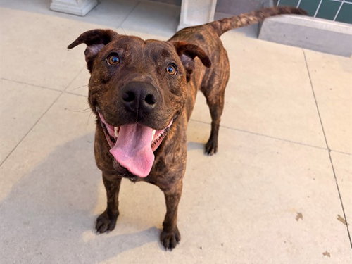 RAJAH - Pit Bull Terrier available for adoption