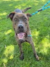 RAJAH - Photo 1