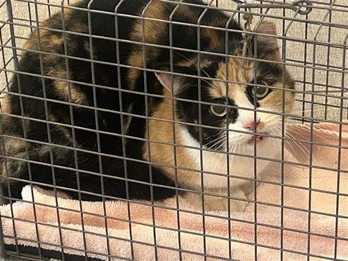 picture of the cat needing adoption