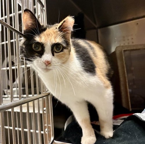 MITA, an adoptable Domestic Short Hair in Rancho Cucamonga, CA