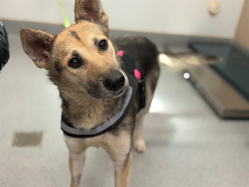 AUTUMN - German Shepherd Dog available for adoption