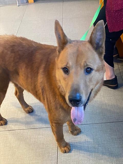 picture of the dog needing adoption