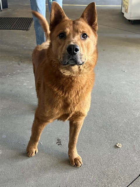 RYE, an adoptable Australian Kelpie in Rancho Cucamonga, CA