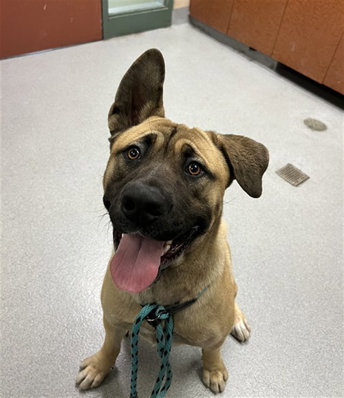 picture of the dog needing adoption